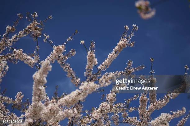 Cherry blossoms continue their annual blooming season along the Tidal Basin on April 5, 2021 in Washington, DC. The iconic cherry blossoms reached...