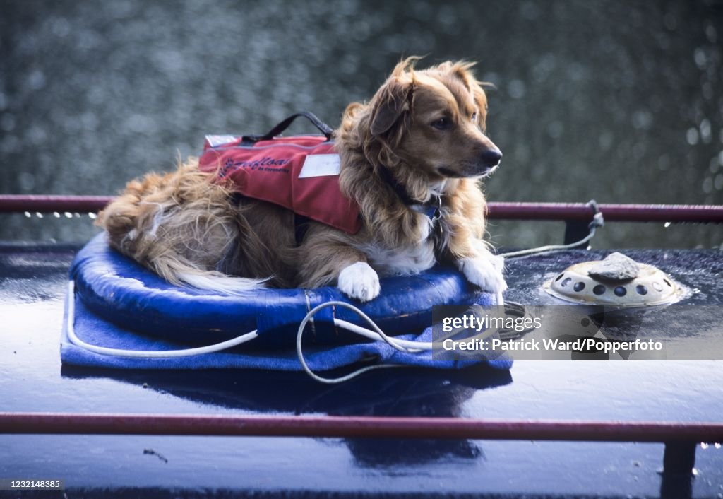 A Dog Wearing A Life Vest On The River Thames