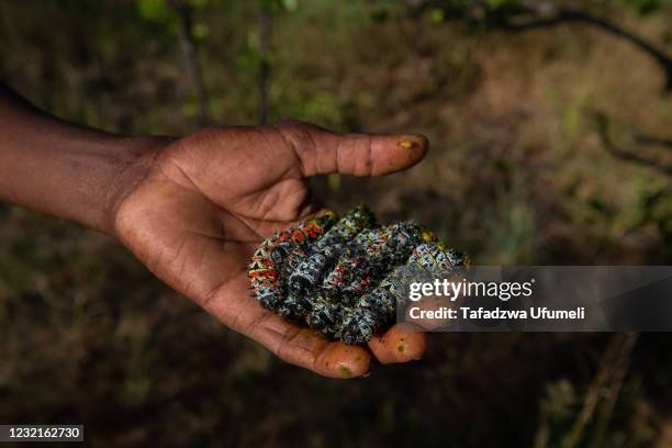 Mopane worm seller shows off the harvested worm from a tree in the early hours of the day in rural Kezi on April 7, 2021 in Bulawayo, Zimbabwe....