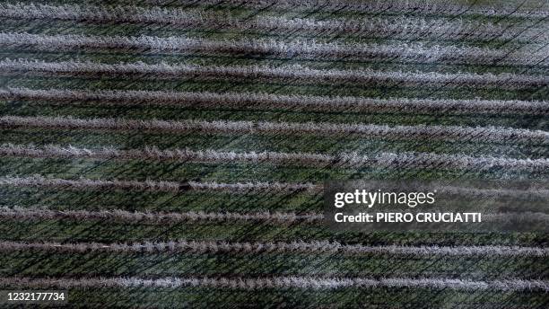 An aerial picture taken on April 8, 2021 shows apple trees which are covered with a layer of ice after being articially watered to protect the...