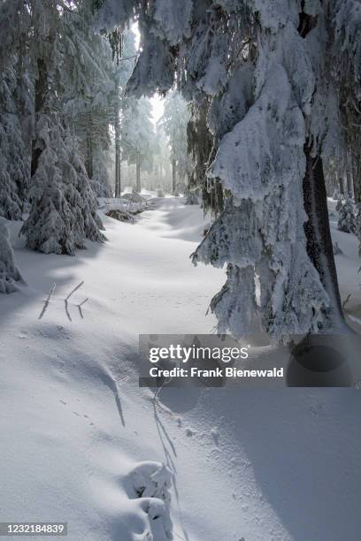 Snowy forest on the summit of the mountain Fichtelberg in winter.