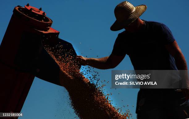 Worker scatters cropped soybeans in a truck in a field at Salto do Jacui, in Rio Grande do Sul, Brazil, on April 6, 2021. - Rio Grande do Sul is the...