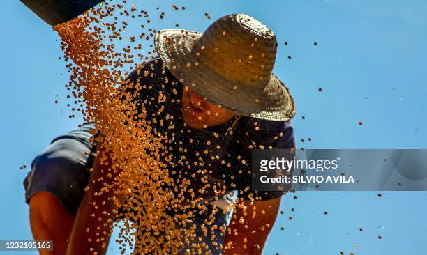 Worker scatters cropped soybeans in a truck in a field at Salto do Jacui, in Rio Grande do Sul, Brazil, on April 6, 2021. - Rio Grande do Sul is the...