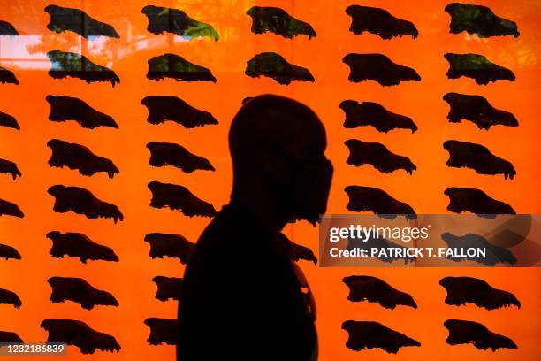 Visitor wears a face mask as they walk past a wall of dire wolf skulls on the reopening day of the George C. Page Museum at the La Brea Tar Pits,...