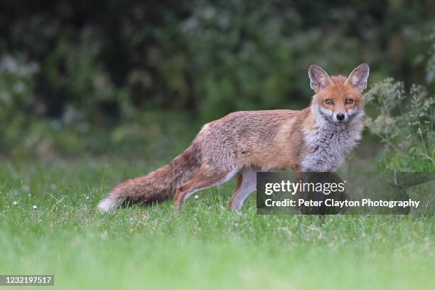 red foxes - the hunt stock pictures, royalty-free photos & images