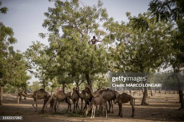 Boy belonging to an Arab nomadic tribe cut brunches from a tree top to feed dromedaries below in Walia Tradex, in the outskirts of N'djamena, on...