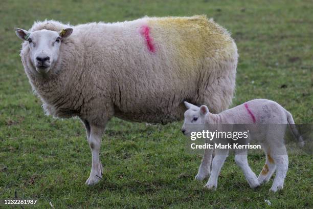 Ewe and a lamb are pictured close to Jones Hill Wood in the Chilterns AONB on 9th April 2021 in Wendover, United Kingdom. Tree felling work for the...
