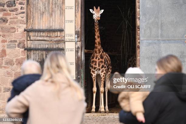 Members of the public look at Rothschild's giraffes in their enclosure at Chester Zoo in Chester, northwest England as it reopens following the...
