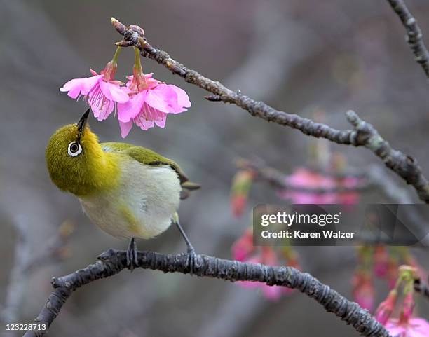 nectar - japanese nightingale stock pictures, royalty-free photos & images