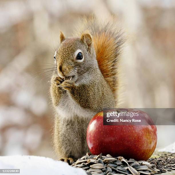fluffy little squirrel standing besides apple - squirrel imagens e fotografias de stock