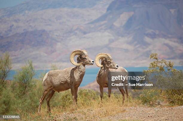 bighorn sheep - boulder city bildbanksfoton och bilder