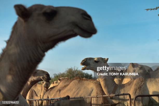 Camels stand in their pens as they wait to be released to pasture at the International Livestock Research Institute ranch, where the camels are...