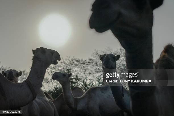 Camels stand in their pens as they wait to be released to pasture at the International Livestock Research Institute ranch, where the camels are...