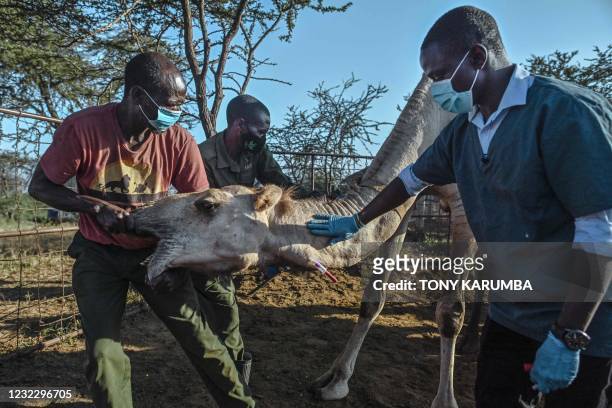 Nelson Kipchirchir , a research associate and resident vet, draws blood from an artery in the neck of a female camel as she is held down by resident...