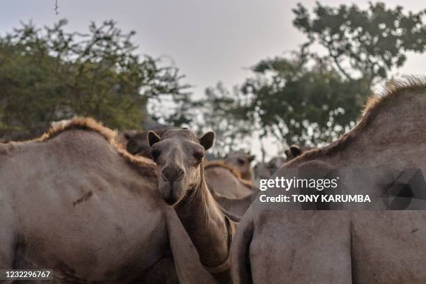 Camels stand in their pens as they wait to be released to pasture at the International Livestock Research Institute ranch, where the camels are...