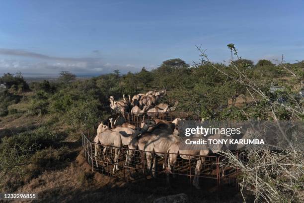 An overhead view shows pens used to hold camels on the crest of a small hill at the International Livestock Research Institute ranch, where the...