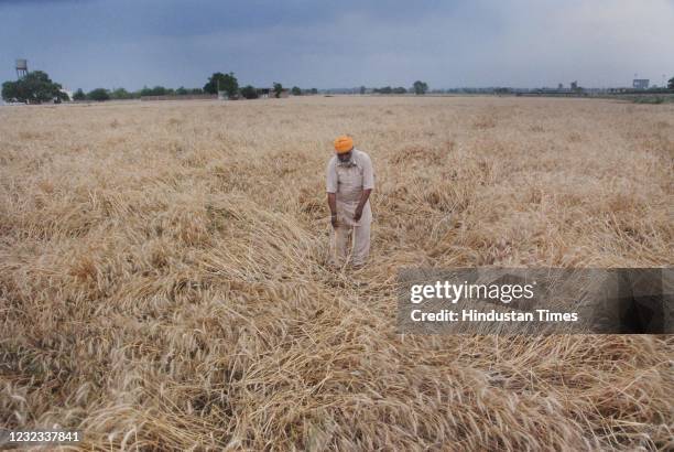 Farmer inspects a wheat crop that was damaged by strong winds, on April 15, 2021 in Amritsar, India.