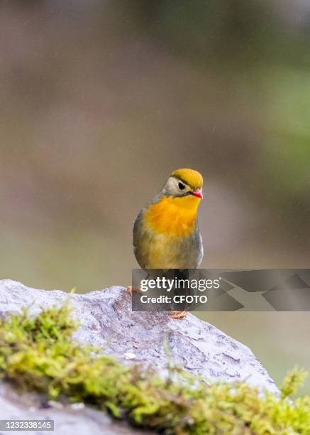 Red-billed Leiothrix bird is seen in Jfoshan National Forest Park in Chongqing, China, April 15, 2021.