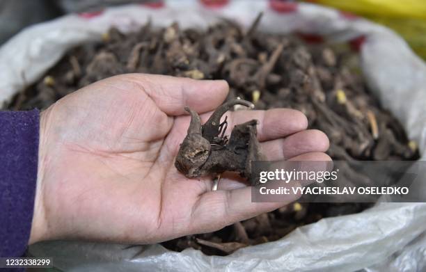 Vendor sells the indigenous Aconitum soongaricum root known locally as "Issyk-Kul root" at a bazaar in Bishkek on April 16, 2021. - Kyrgyzstan has...
