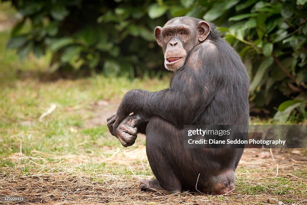 Chimpanzee