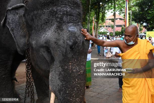 Elephant Ritual 1,389 Lankan Elephant Stock Photos, High-Res Pictures, and Images ...