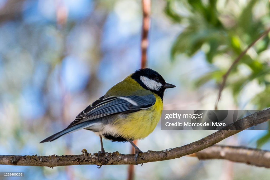 A Great Tit bird (Parus major) in a branch of a tree in...