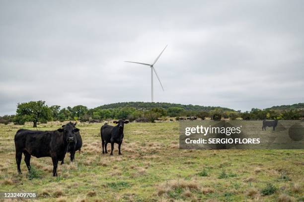 Cows stand in a field on the ranch of cattle rancher Bob Helmers, who recently allowed utility company Engie to build several wind turbines on his...