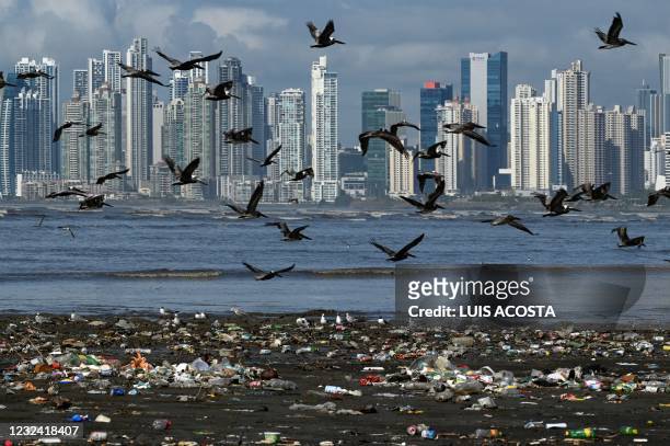 Pelicans fly over garbage, including plastic waste, at the beach of Costa del Este, in Panama City, on April 19, 2021. - Every two weeks, Marine...