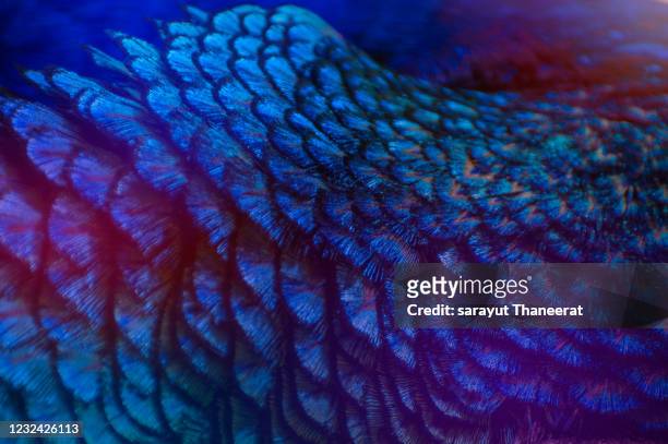 peacock feathers blue purple dot pattern blue background - feather texture stock pictures, royalty-free photos & images