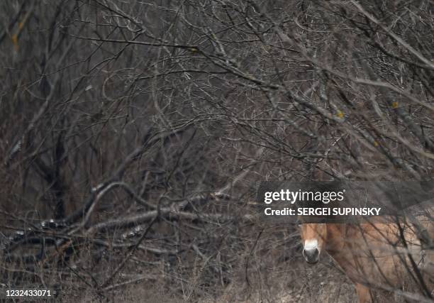 Przewalski's horse wanders near a forest road in the Chernobyl zone on April 13, 2021. - They are the Przewalski's horses, an endangered species...