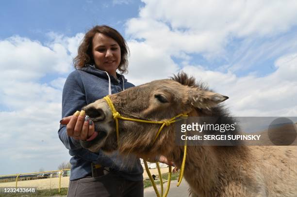An employee of an equestrian sports complex plays with a Przewalski's horse called Karamelka rescued from last year's heavy forest fire in Chernobyl,...
