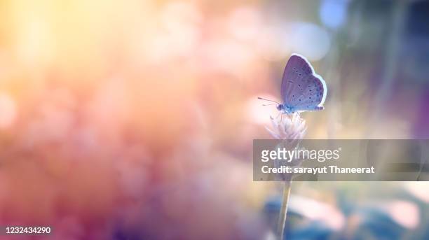 nature, butterflies swarming flowers in the sun outdoors. - blue butterfly stock pictures, royalty-free photos & images