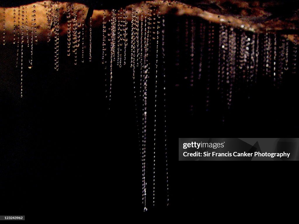Glow worms and their traps in New Zealand