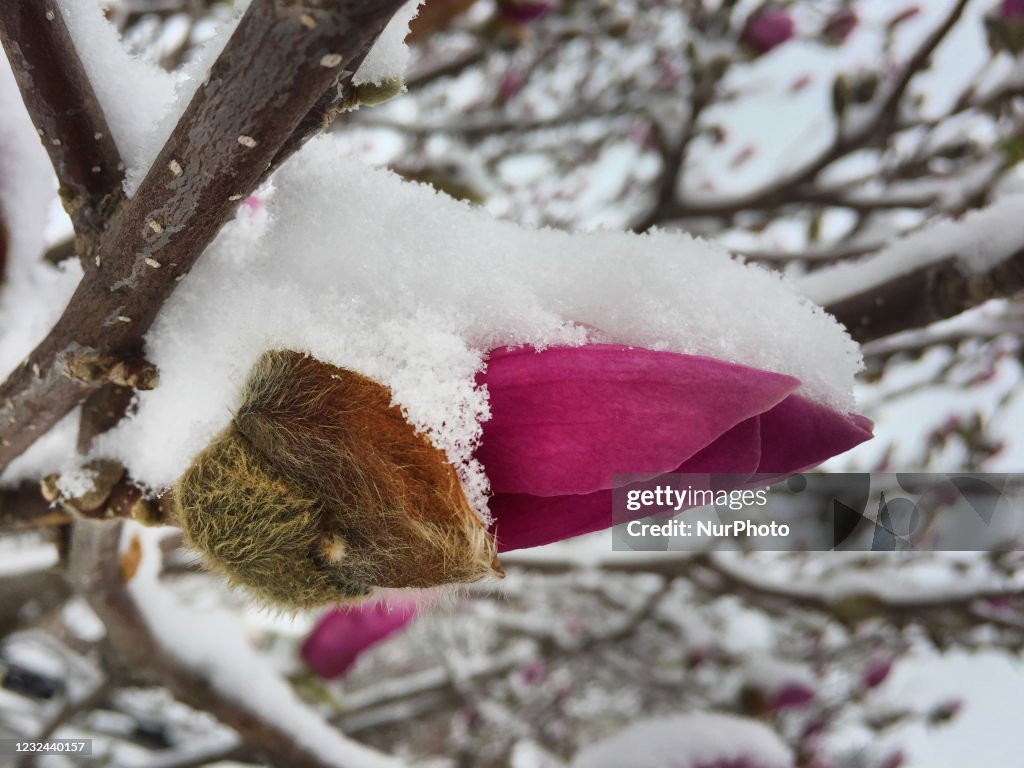 Spring Season Snowfall In Toronto