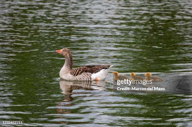 Greylag goose with its three gosling swimming in a pond during a spring day.