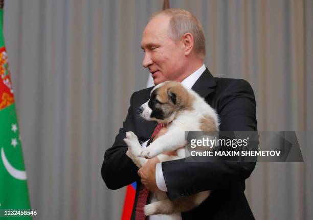 In this file photo taken on October 11, 2017 Russian President Vladimir Putin holds a Turkmen shepherd dog, locally known as Alabai, received by the...