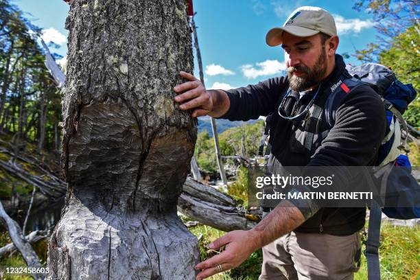Cristobal Arredondo, investigator of the Wildlife Conservation Society shows the effects of beavers on a tree in Tierra de Fuego, Chile, on March 10,...