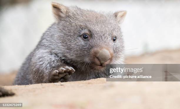 April 2021, Lower Saxony, Hanover: A small wombat lingers in its enclosure at Hannover Zoo. The naked-nosed wombat came into the world in June 2020...