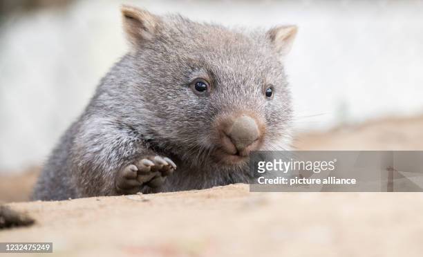 63 Wombat Pouch Photos and Premium High Res Pictures - Getty Images
