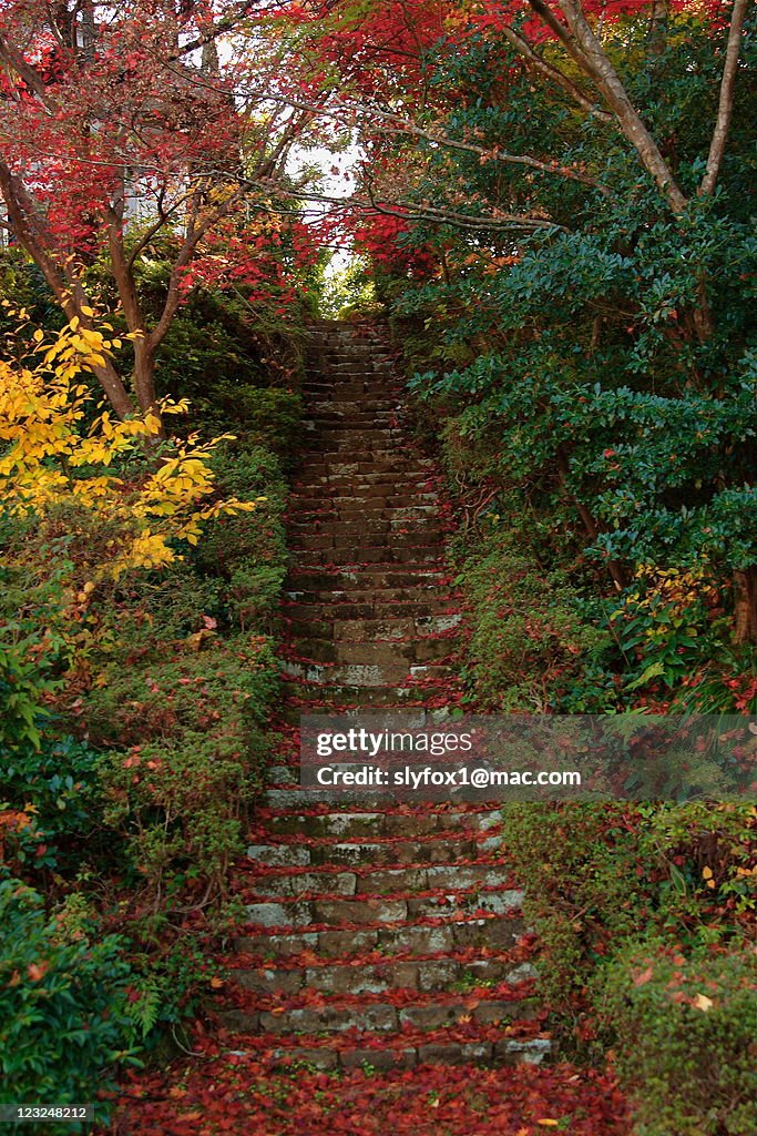 Stone stairs through autumn trees