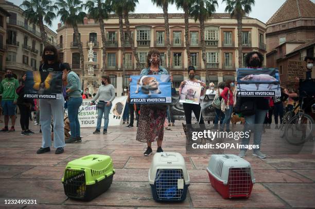 Red Rabbit Protest 61 Mean Bunny Stock Photos, High-Res Pictures, and Images - Getty Images