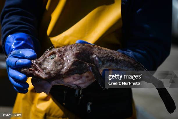 Kevin Conneely, co-owner of a family run fishing business, holds a live Monkfish at Bunowen Harbor, Aillebrack. The traditional weekly fish market...