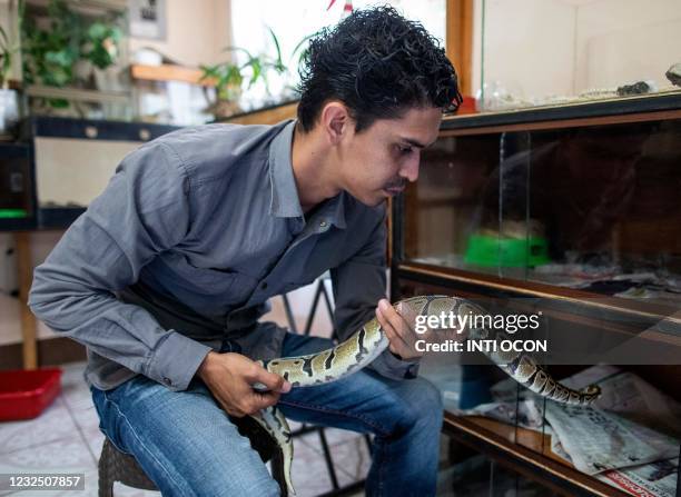 Veterinarian Jose Delgadillo places a royal python in a cage at his serpentarium in Matagalpa, 124km from Managua on March 26, 2021. - Veterinarian...