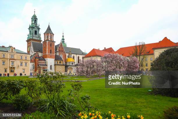 View over a blooming magnolia tree by Wawel Castle on a sunny Spring Saturday during the coronavirus pandemic in Krakow, Poland on April 24, 2021