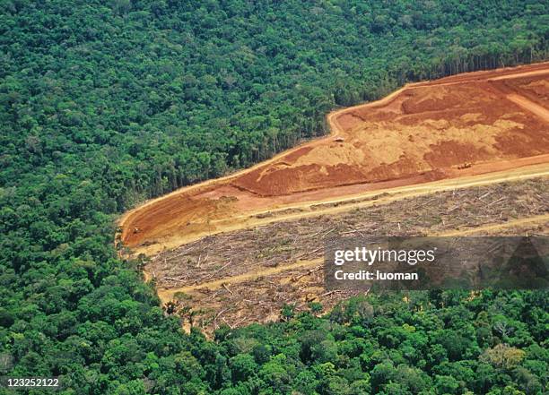 déforestation dans la forêt amazonienne - brazil photos et images de collection