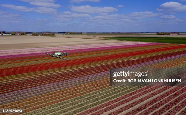 Farmer sprays tulip fields in bloom in Biddinghuizen on Flevopolder on April 25, 2021. - Netherlands OUT / Netherlands OUT