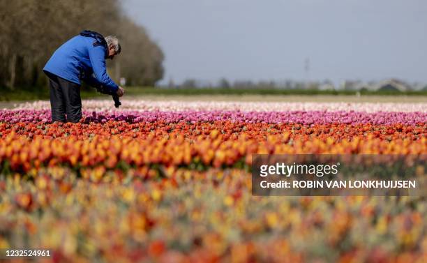 A Day tripper takes pictures of the tulip fields in Biddinghuizen on April 25, 2021 in bloom in the Flevopolder. - Netherlands OUT / Netherlands OUT