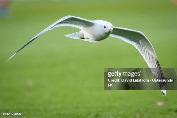 Detailed view of seagull during the Allsvenskan match between Malmo FF and Ostersunds FK at Eleda Stadion on April 25, 2021 in Malmo, Sweden.
