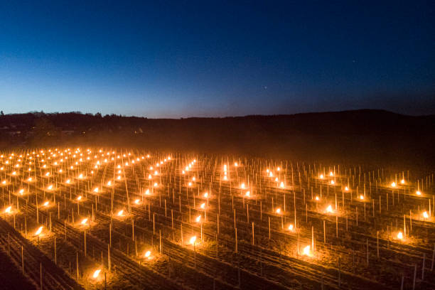 DEU: Fires In The Vine Yards Of Saxony