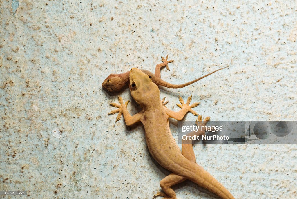 An Asian house gecko also known as the common house gecko is eating... News  Photo - Getty Images